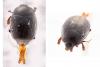 Gnathoncus rotundatus